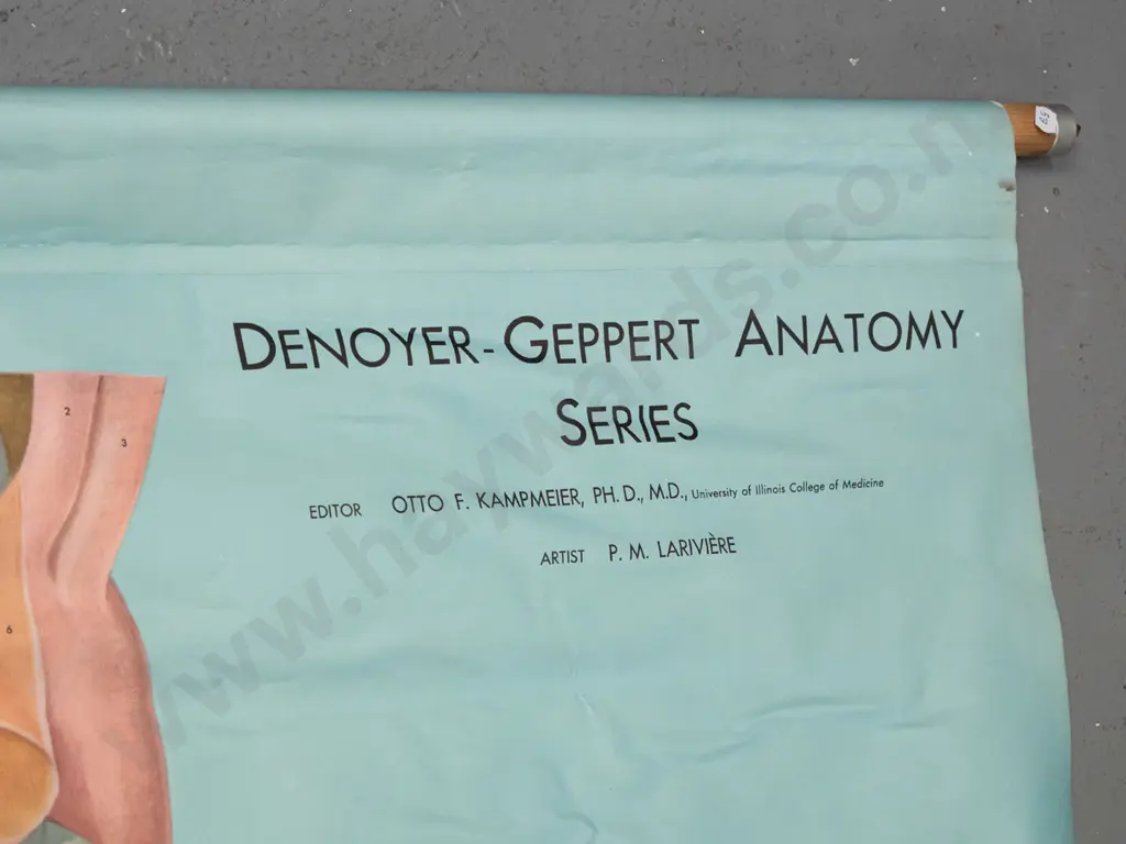 large vintage Denoyer-Geppert educational poster on wood rollers - KL9 / Digestive system - artist P.M. Lariviere. Some Image 1++