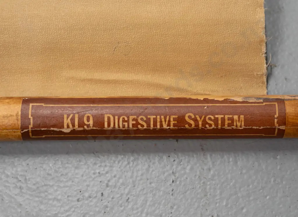 large vintage Denoyer-Geppert educational poster on wood rollers - KL9 / Digestive system - artist P.M. Lariviere. Some Image 1++