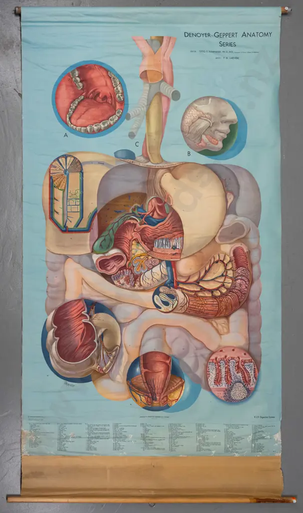 large vintage Denoyer-Geppert educational poster on wood rollers - KL9 / Digestive system - artist P.M. Lariviere. Some Image 1++