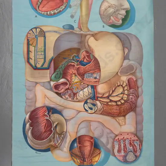 large vintage Denoyer-Geppert educational poster on wood rollers - KL9 / Digestive system - artist P.M. Lariviere. Some
