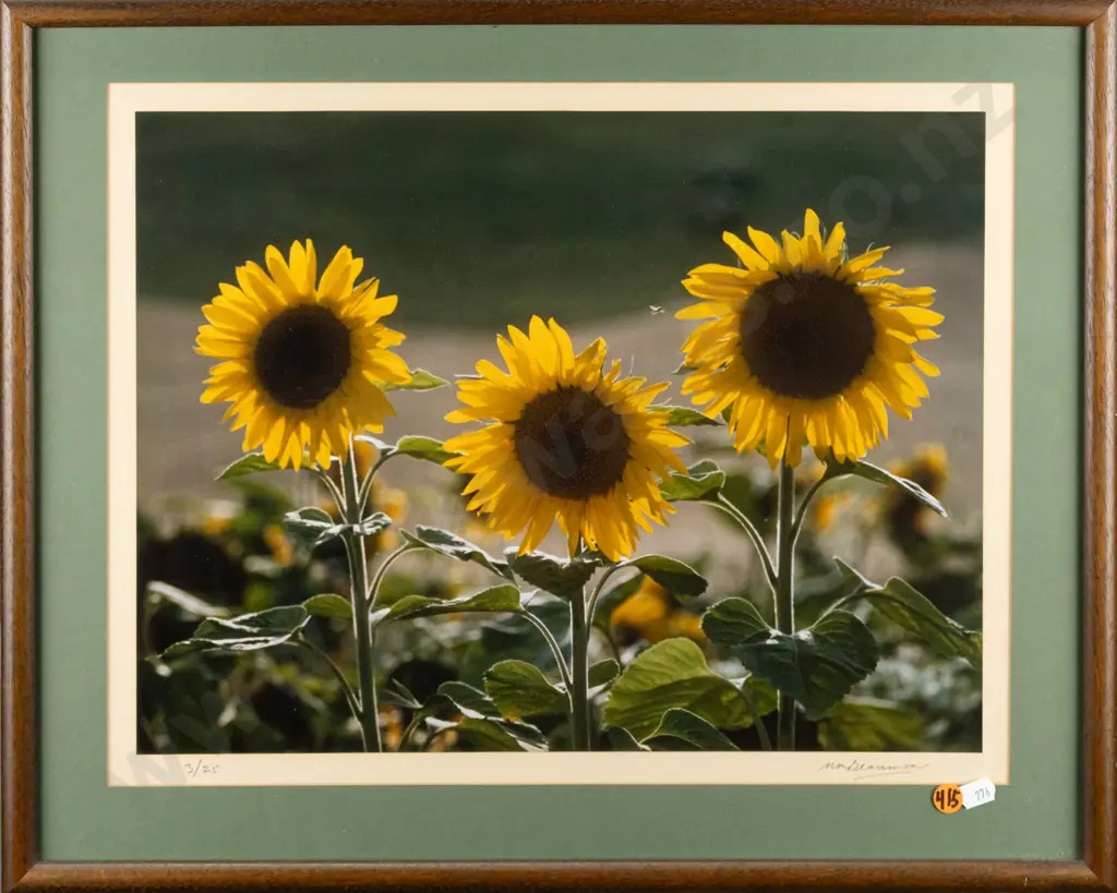 Matheson Beaumont -- framed photograph, sunflowers ed. 3/25 H-330 W-425 Image 1++