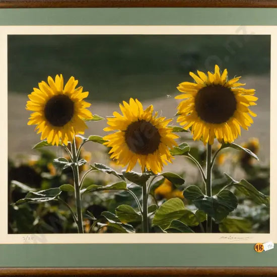Matheson Beaumont -- framed photograph, sunflowers ed. 3/25 H-330 W-425