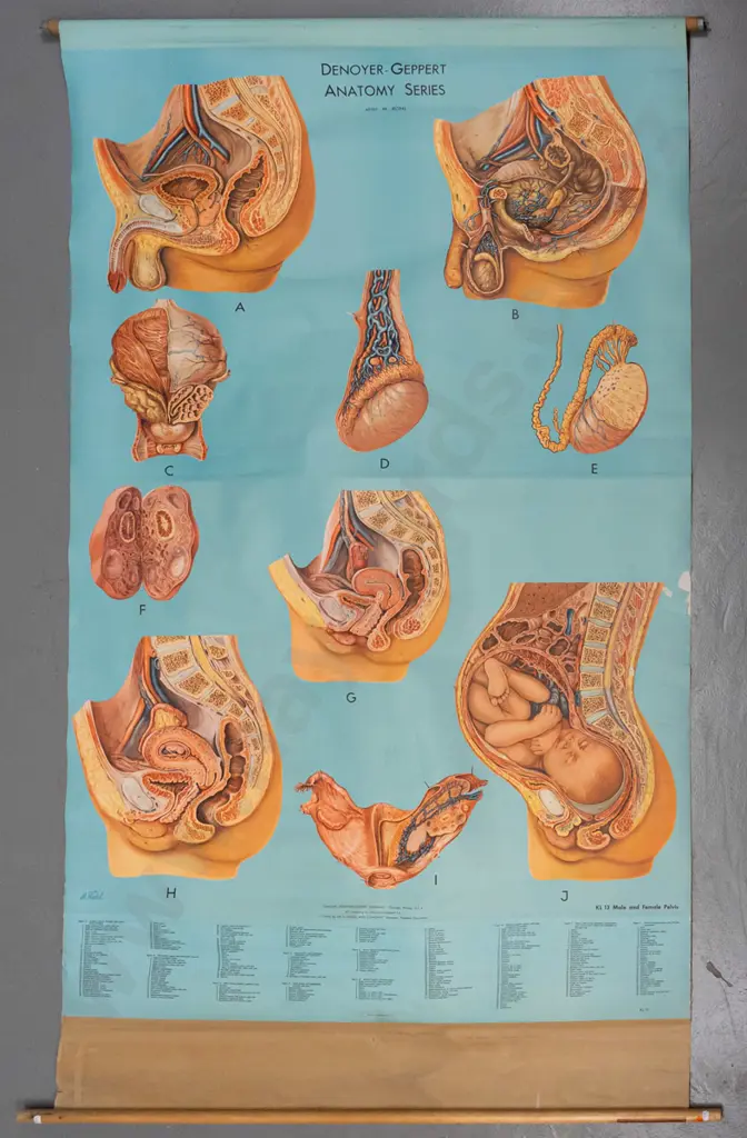 large vintage Denoyer-Geppert educational poster on wood rollers - KL 13 / Male & Female Pelvis - artist M. Rohl. Some Image 1++