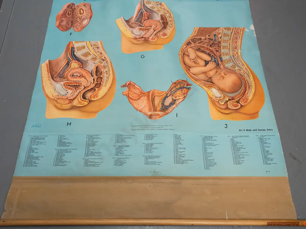 large vintage Denoyer-Geppert educational poster on wood rollers - KL 13 / Male & Female Pelvis - artist M. Rohl. Some Image 1++