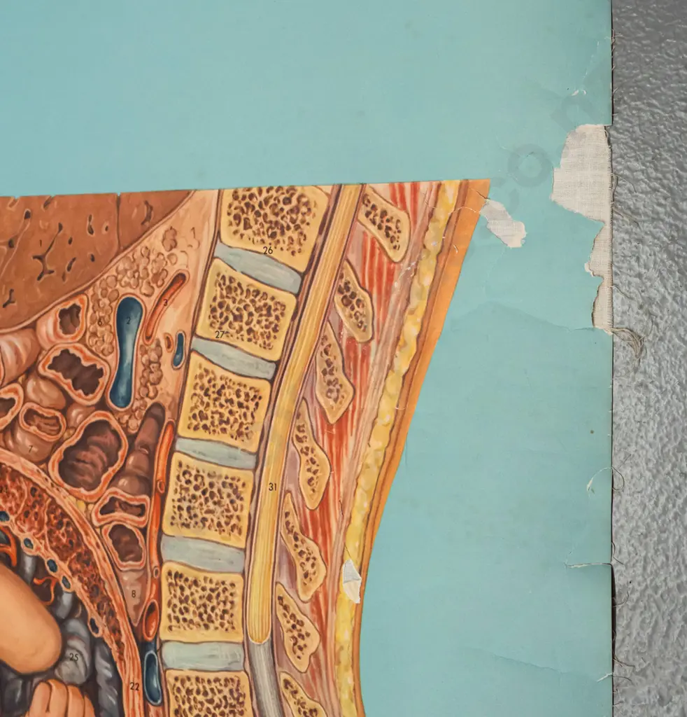 large vintage Denoyer-Geppert educational poster on wood rollers - KL 13 / Male & Female Pelvis - artist M. Rohl. Some Image 1++