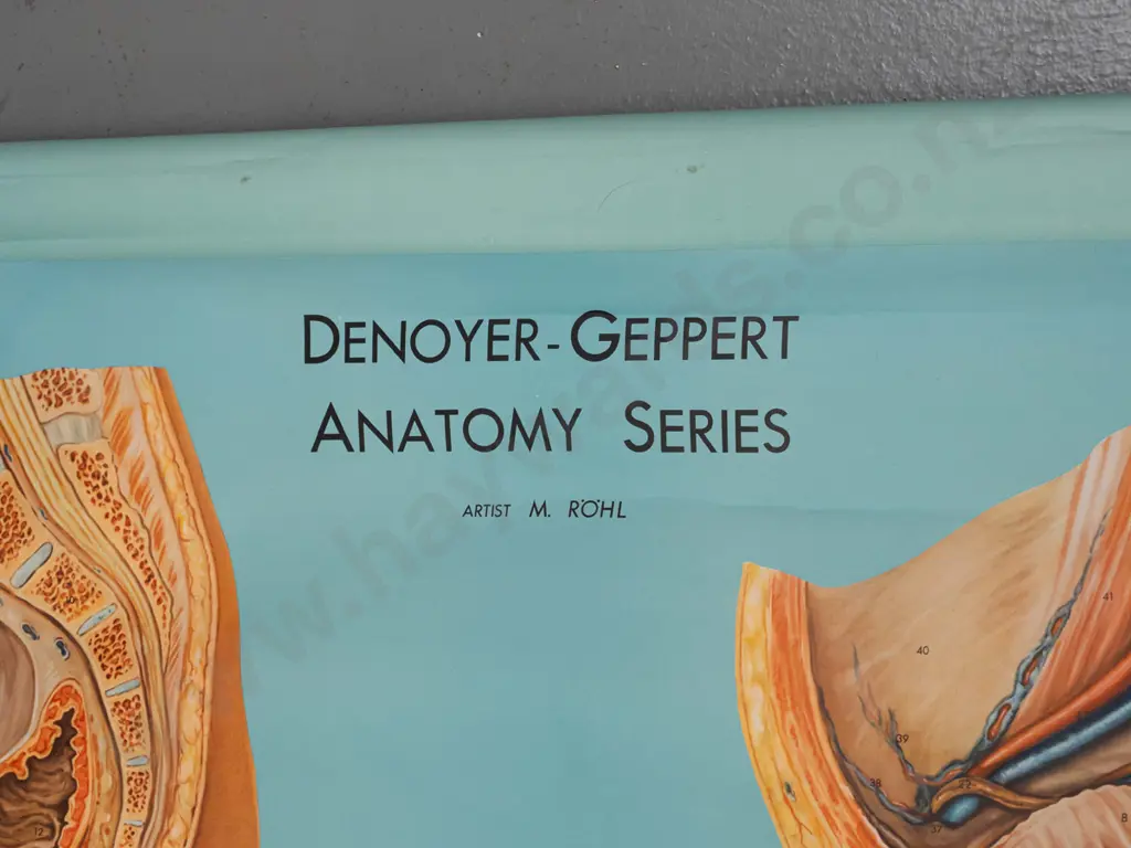 large vintage Denoyer-Geppert educational poster on wood rollers - KL 13 / Male & Female Pelvis - artist M. Rohl. Some Image 1++