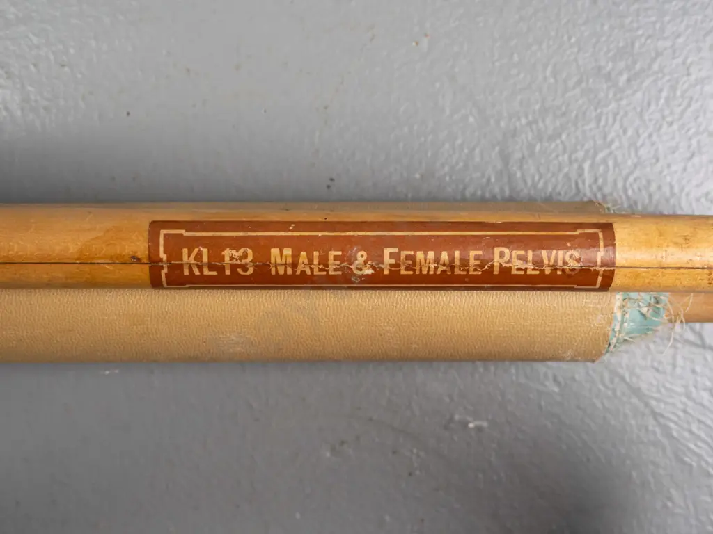 large vintage Denoyer-Geppert educational poster on wood rollers - KL 13 / Male & Female Pelvis - artist M. Rohl. Some Image 1++