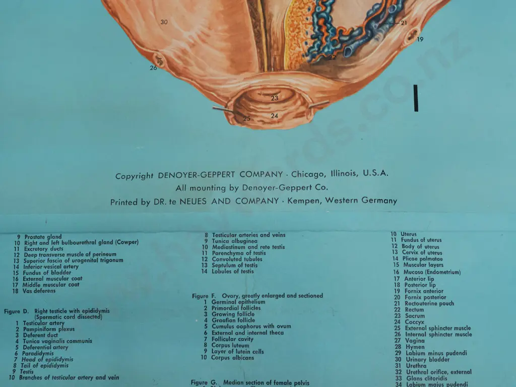 large vintage Denoyer-Geppert educational poster on wood rollers - KL 13 / Male & Female Pelvis - artist M. Rohl. Some Image 1++