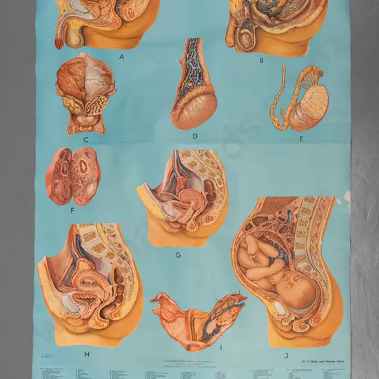 large vintage Denoyer-Geppert educational poster on wood rollers - KL 13 / Male & Female Pelvis - artist M. Rohl. Some