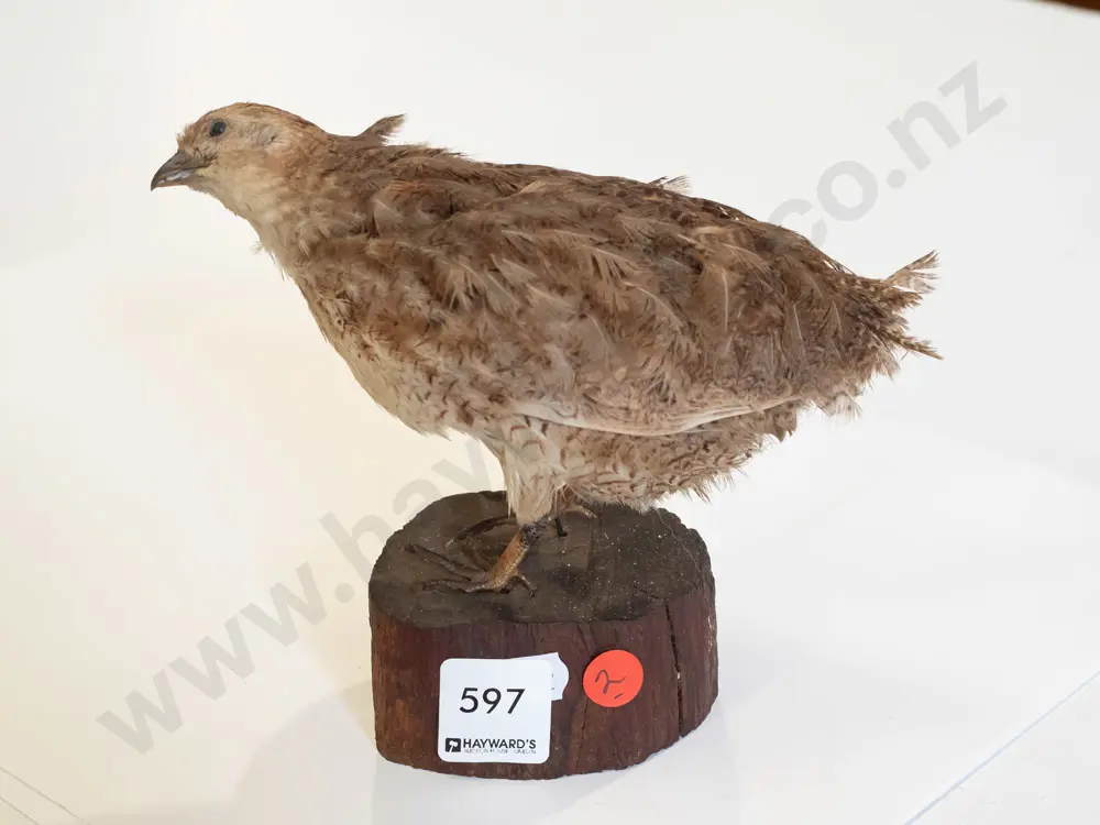 Taxidermy quail on wooden block base H-150 L-170 - fading to feathers. Image 1++