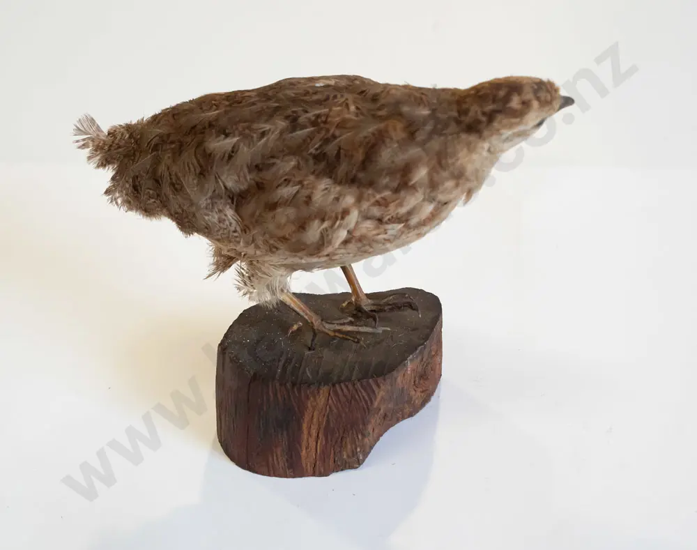 Taxidermy quail on wooden block base H-150 L-170 - fading to feathers. Image 1++