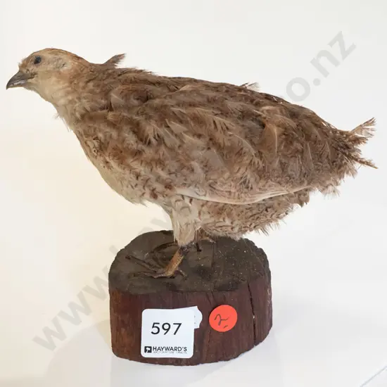 Taxidermy quail on wooden block base H-150 L-170 - fading to feathers.