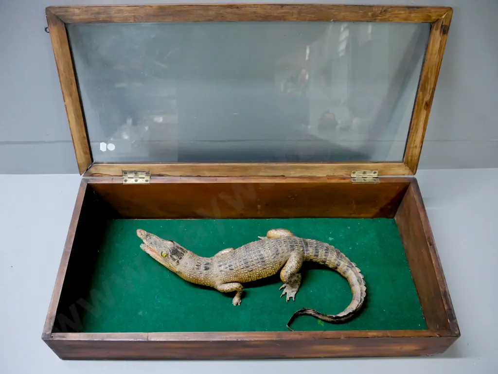 taxidermy crocodilian in glazed kauri case w/ sloped top, hook & eye latches missing parts. Croc L-420, Image 1++