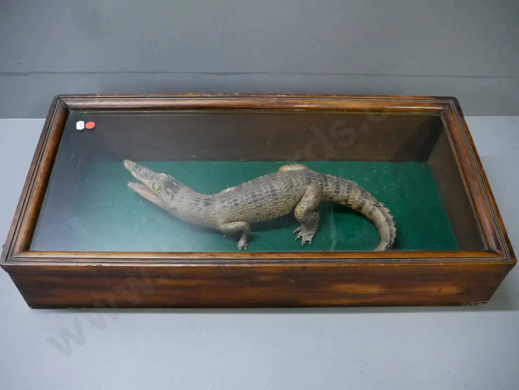 taxidermy crocodilian in glazed kauri case w/ sloped top, hook & eye latches missing parts. Croc L-420, Image 1++