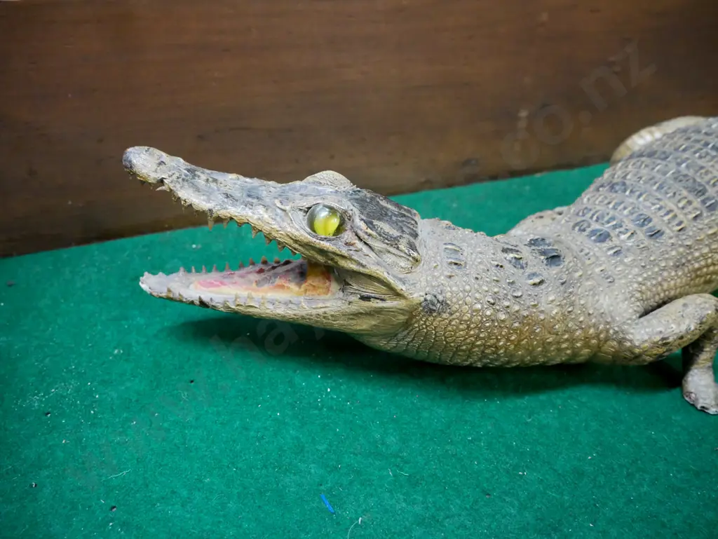 taxidermy crocodilian in glazed kauri case w/ sloped top, hook & eye latches missing parts. Croc L-420, Image 1++