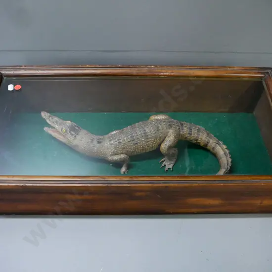 taxidermy crocodilian in glazed kauri case w/ sloped top, hook & eye latches missing parts. Croc L-420,