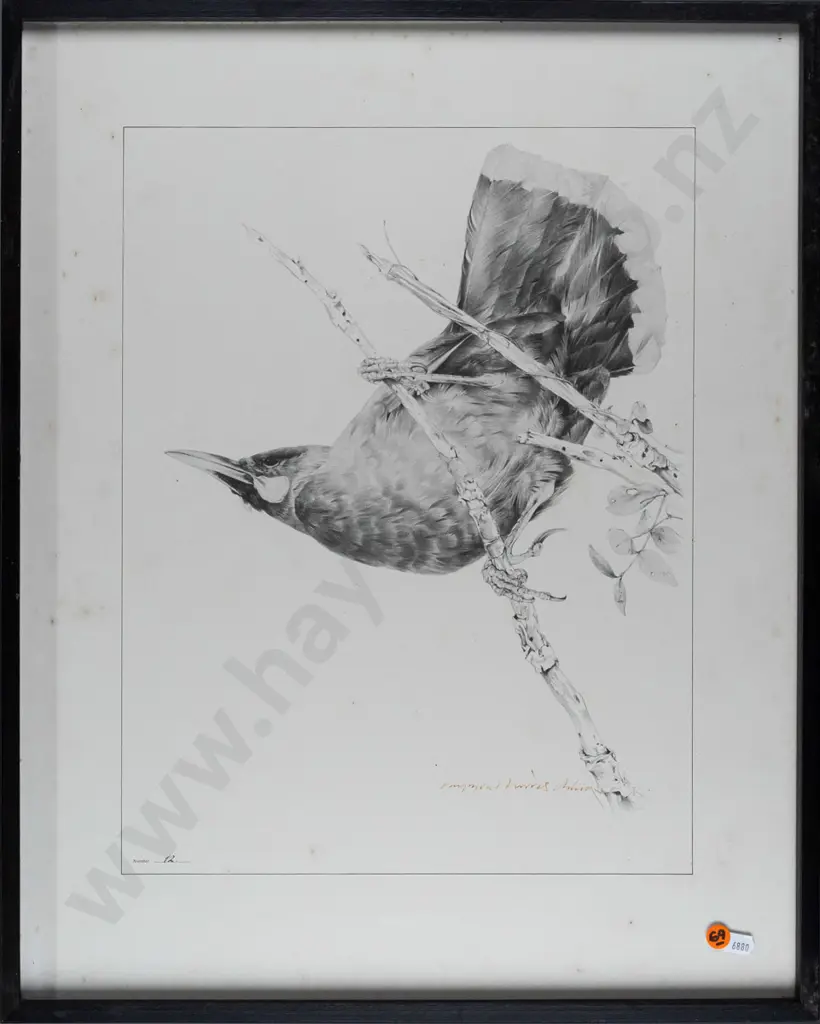 Raymond Ching -- framed limited edition print no.12, male huia H-430 W-330 [foxing throughout, ingrained grime to frame] Image 1++