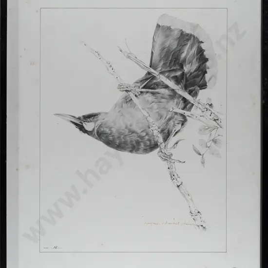 Raymond Ching -- framed limited edition print no.12, male huia H-430 W-330 [foxing throughout, ingrained grime to frame]