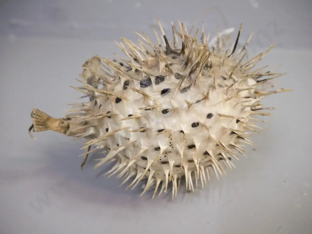 taxidermy Puffer Fish w/ fishing line to hang L-130 [dusty] Image 1++