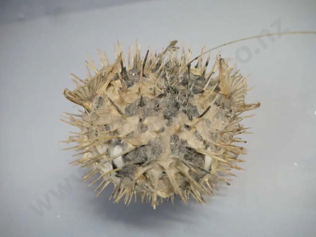 taxidermy Puffer Fish w/ fishing line to hang L-130 [dusty] Image 1++