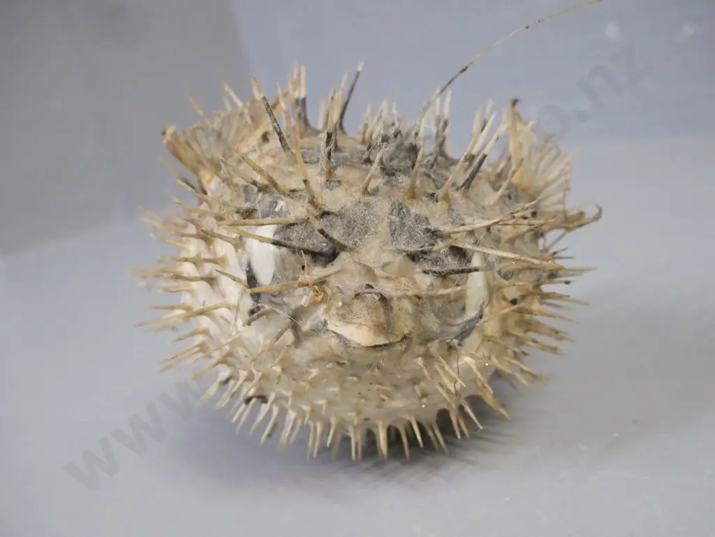 taxidermy Puffer Fish w/ fishing line to hang L-130 [dusty] Image 1++