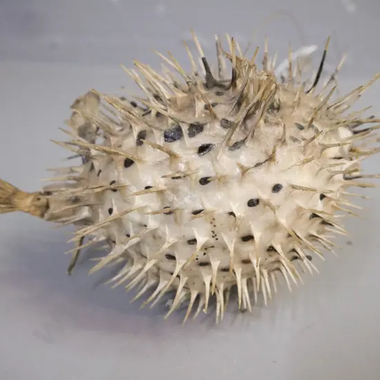 taxidermy Puffer Fish w/ fishing line to hang L-130 [dusty]