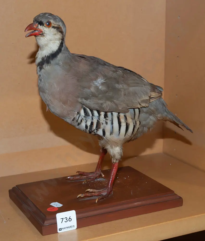 taxidermy Chukar Partridge on wooden base H-250 L-260 [feathers are a bit ruffled] Image 1++