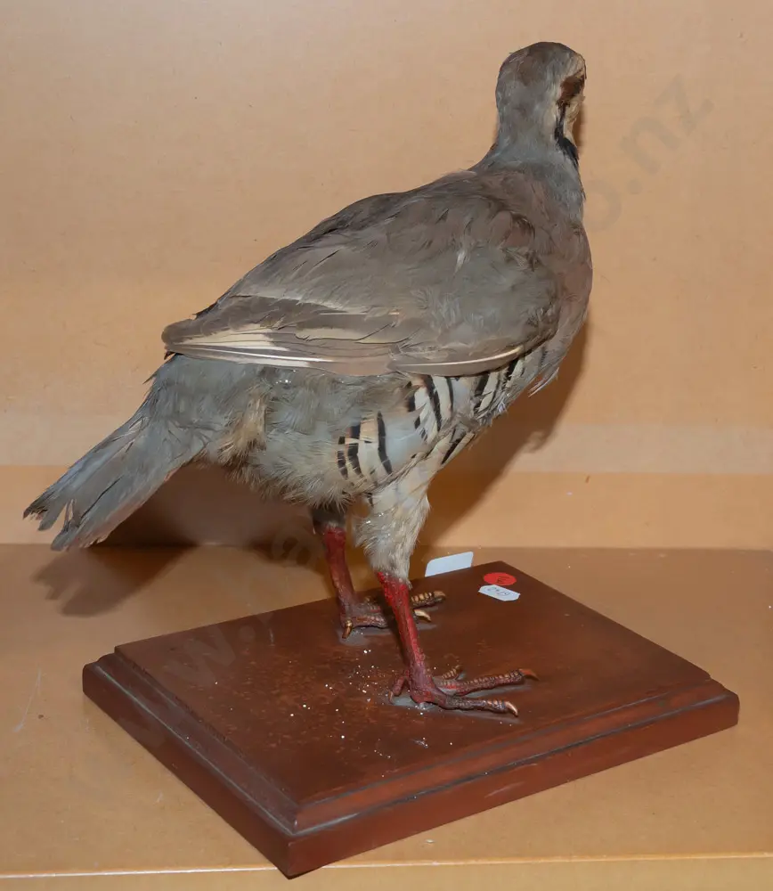 taxidermy Chukar Partridge on wooden base H-250 L-260 [feathers are a bit ruffled] Image 1++
