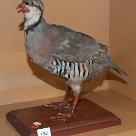 taxidermy Chukar Partridge on wooden base H-250 L-260 [feathers are a bit ruffled]