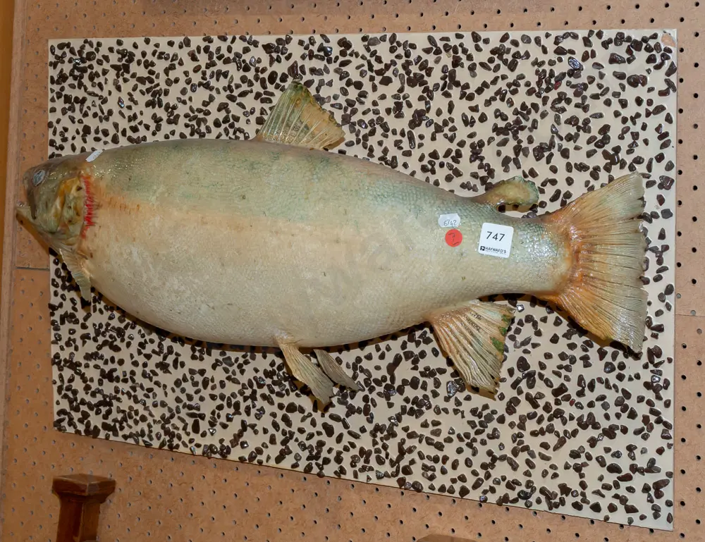 wall mounted taxidermy rainbow trout on backing board w/ painted gravel. Fish L-620 board H-410 L-640 [some Image 1++