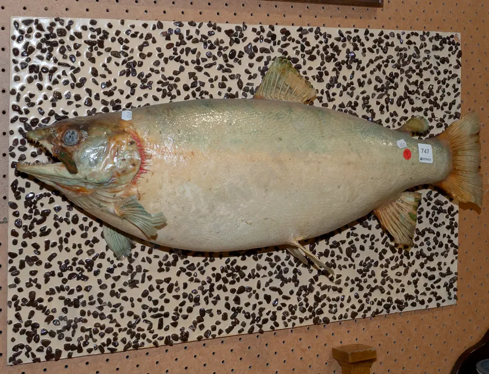 wall mounted taxidermy rainbow trout on backing board w/ painted gravel. Fish L-620 board H-410 L-640 [some Image 1++