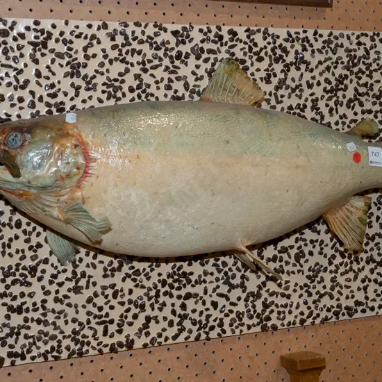 wall mounted taxidermy rainbow trout on backing board w/ painted gravel. Fish L-620 board H-410 L-640 [some