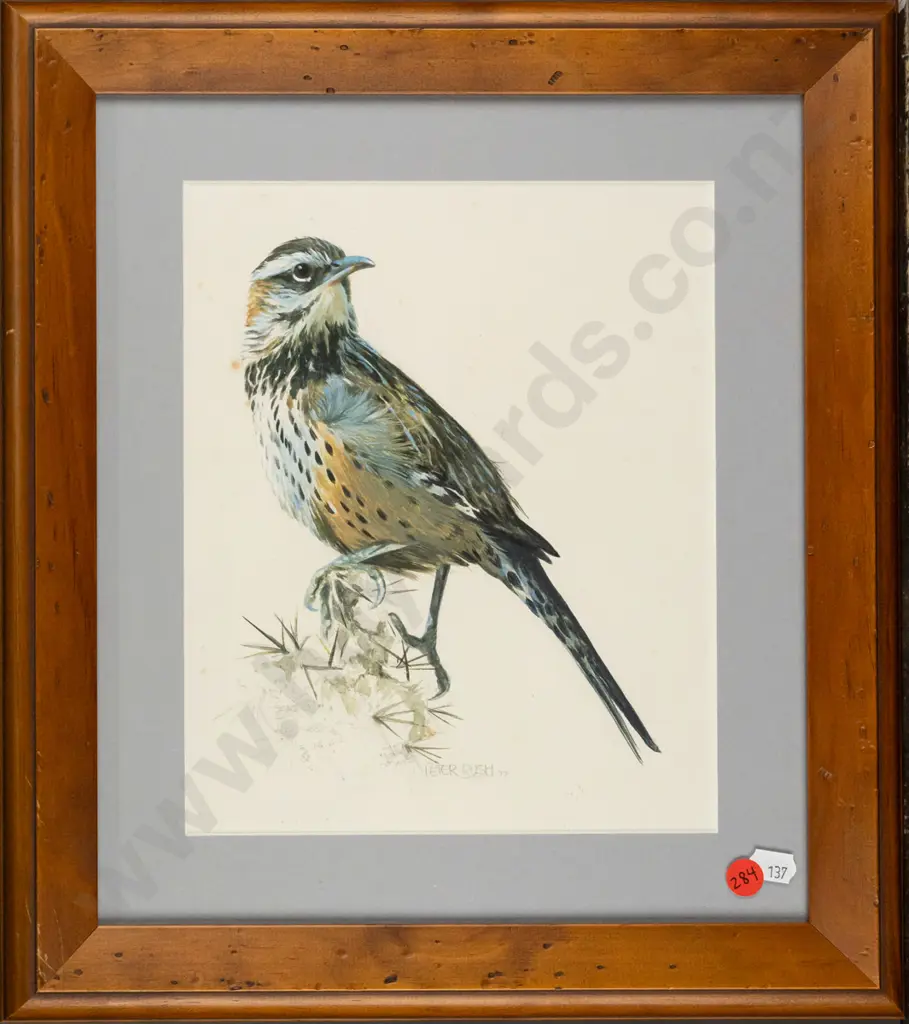 Peter Rush '77 - framed pencil and watercolour - cactus wren? Some foxing / spotting H-240 W-195 Image 1++