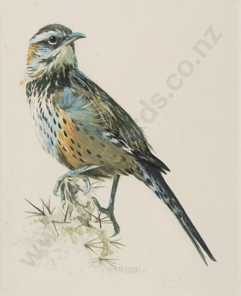 Peter Rush '77 - framed pencil and watercolour - cactus wren? Some foxing / spotting H-240 W-195 Image 1++