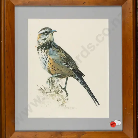 Peter Rush '77 - framed pencil and watercolour - cactus wren? Some foxing / spotting H-240 W-195