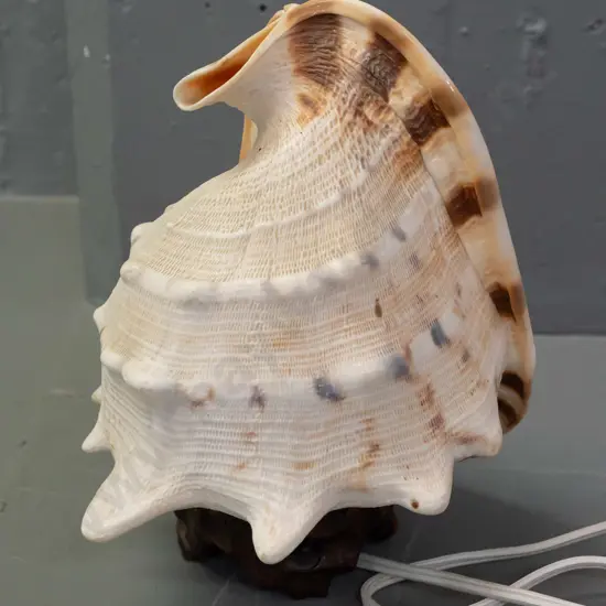 retro conch shell lamp on faux timber composite base - going, but shell has small chip to top end H-220