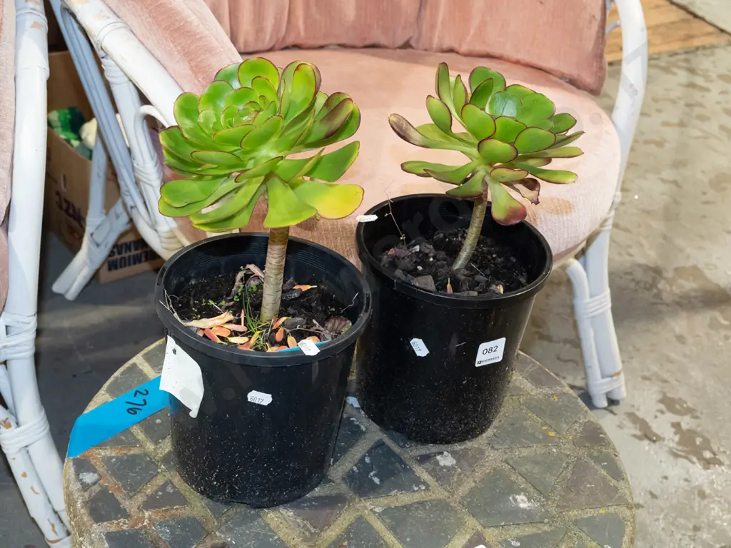 2x potted succulents Image 1++
