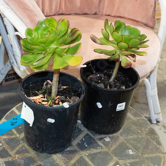 2x potted succulents