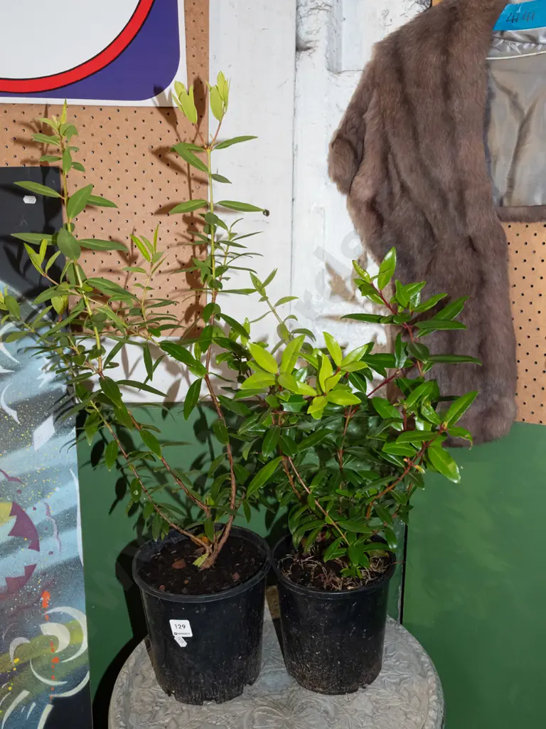 2x potted pohutukawa Image 1++