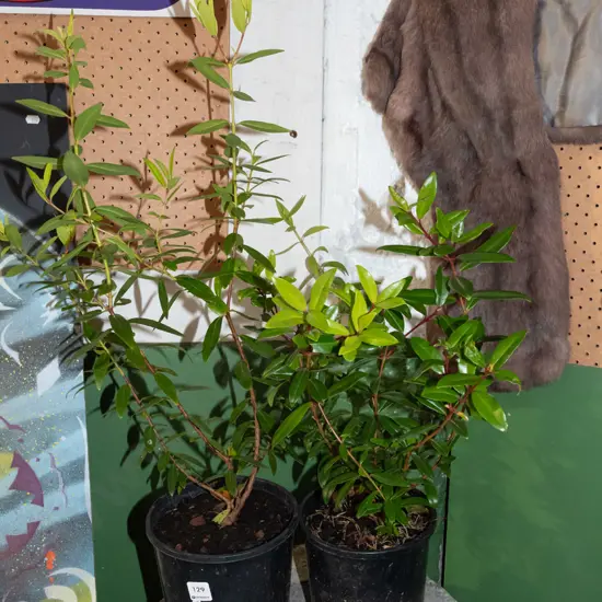 2x potted pohutukawa