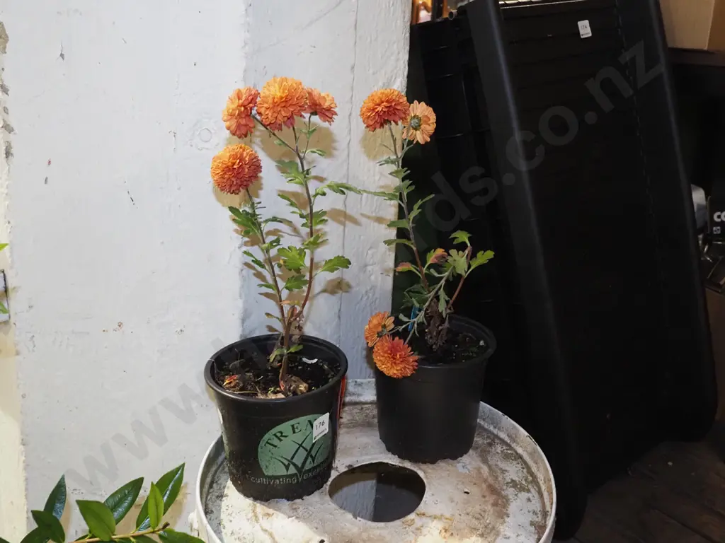 2x potted dahlias Image 1++