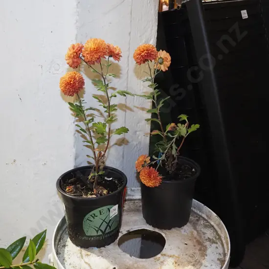 2x potted dahlias