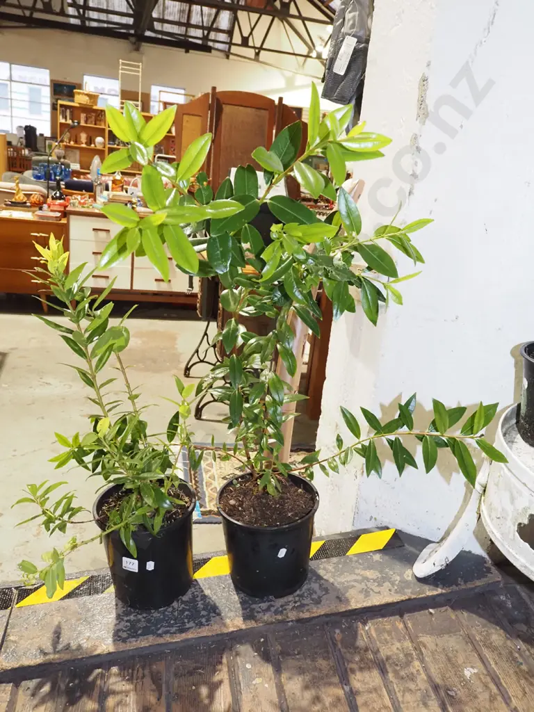 2x potted pohutukawa Image 1++