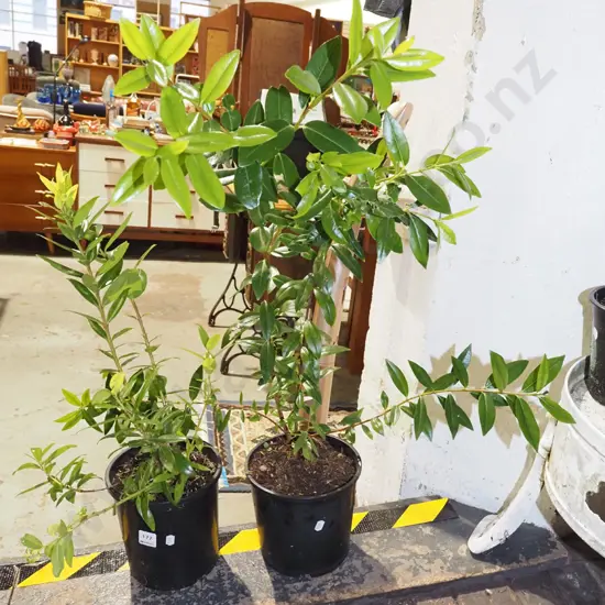 2x potted pohutukawa