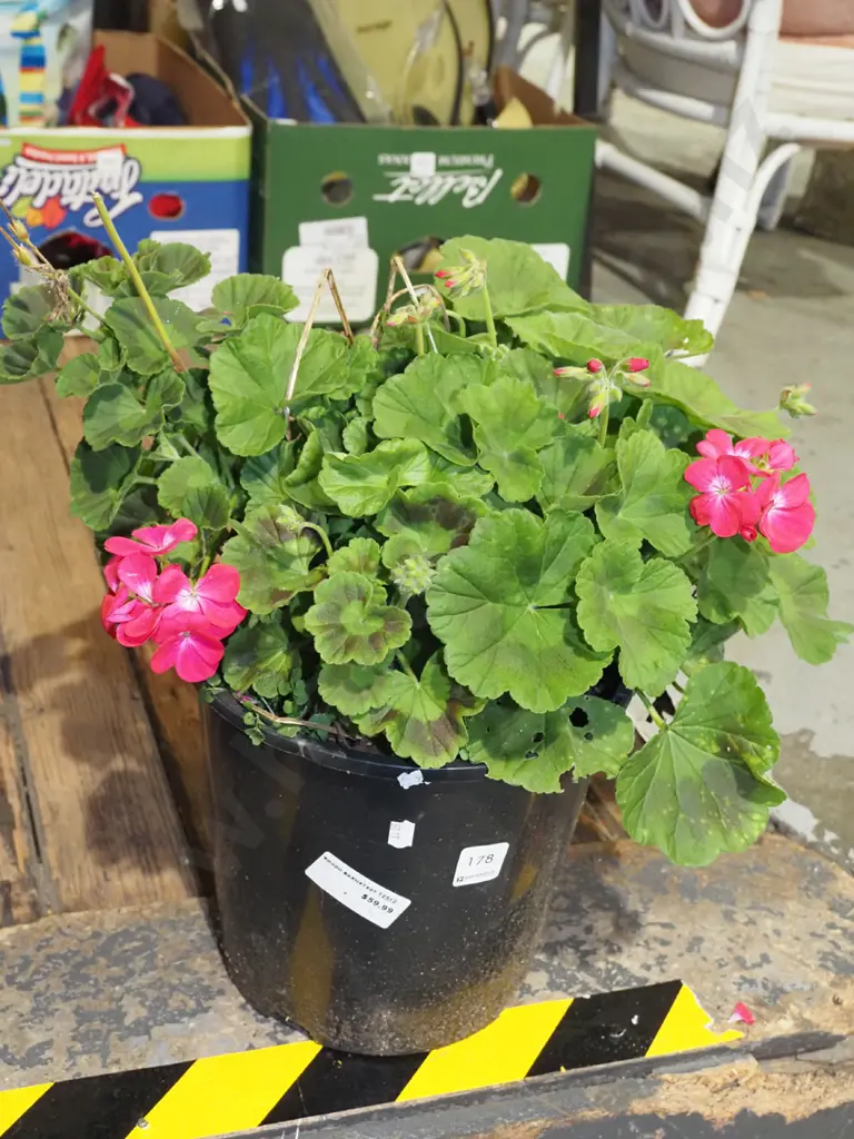 potted geranium Image 1++