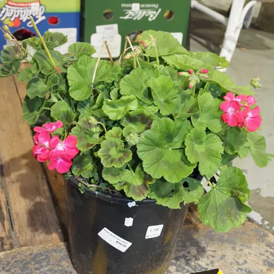 potted geranium