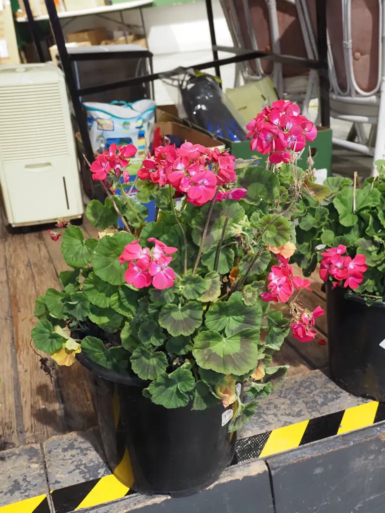 potted geranium Image 1++