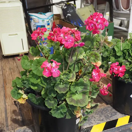 potted geranium