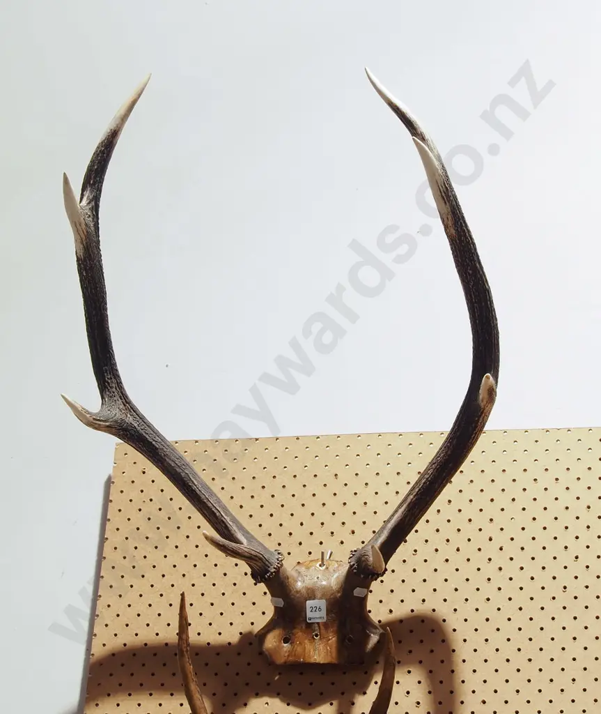 8 point antlers Image 1++