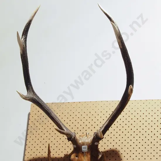 8 point antlers
